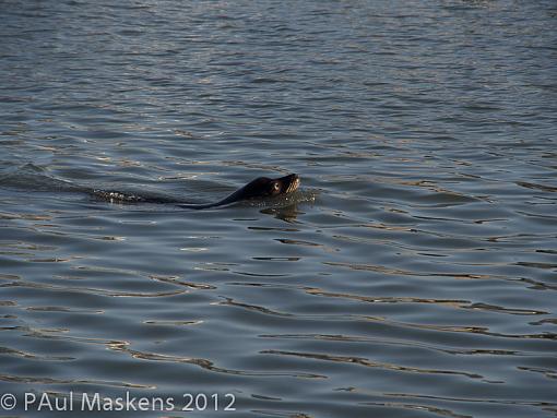 sea lion siesta-_5131888.jpg