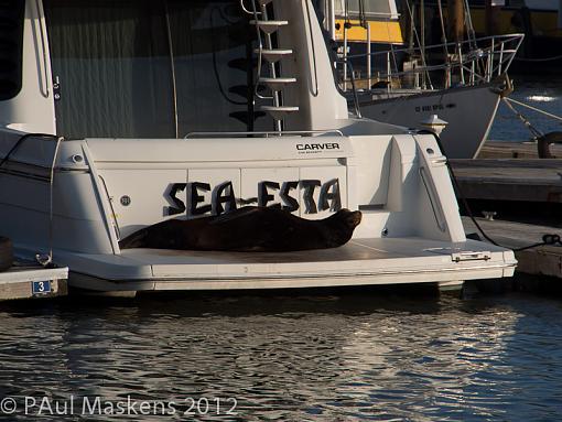 sea lion siesta-_5131902.jpg