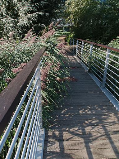 nature claims the bridge-_8246133.jpg