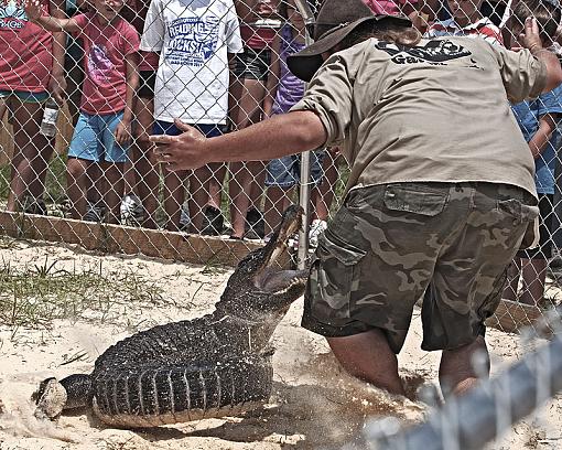 Gator Boys from Animal Planet-_dsc6654_2.jpg