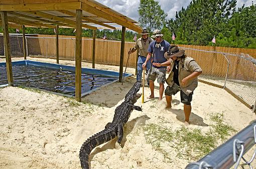 Gator Boys from Animal Planet-_dsc6582_2.jpg