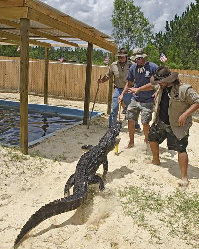 Gator Boys from Animal Planet-_dsc6583_2.jpg