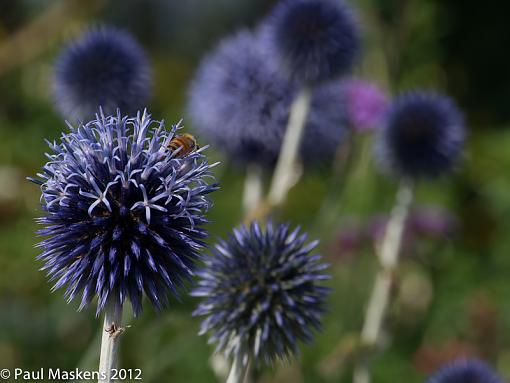 OM-D walkabout-_1114719.jpg