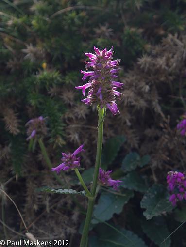 backlit flower-_2305410.jpg