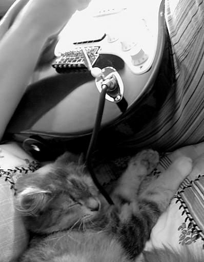 Everything.-guitar-kitty-1.jpg