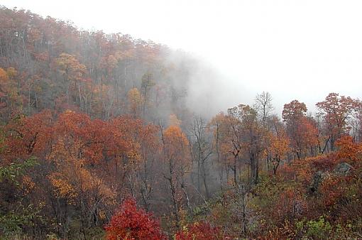 Everything.-fog-trees-1.jpg