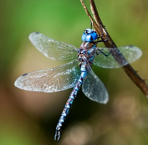 See what you think-dragonfly.jpg