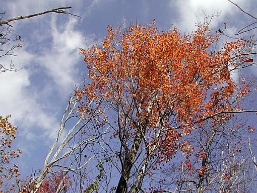 Everything.-fall-tree.jpg