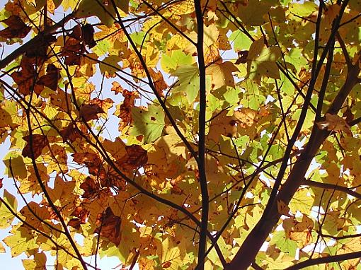 Everything.-yellow-leaves.jpg