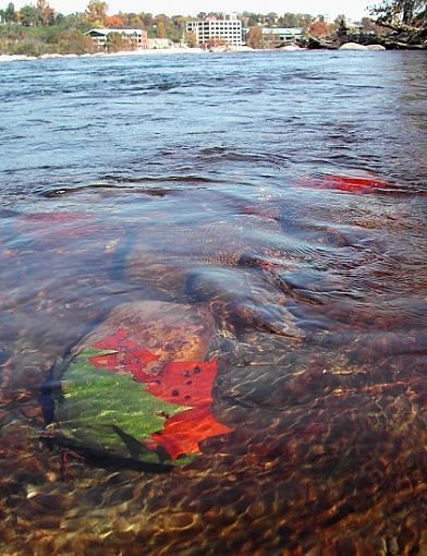 Everything.-leaf-under-water.jpg