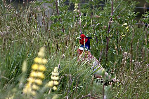 Hminx does lunch-pheasant3.jpg