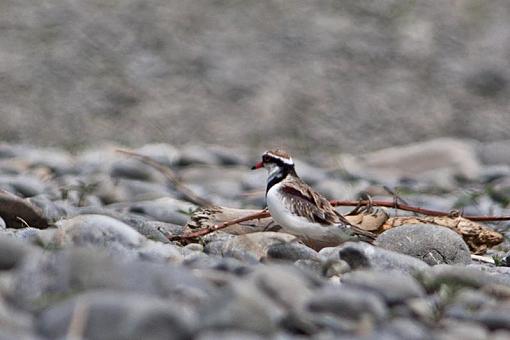 Hminx does lunch-dotterel.jpg