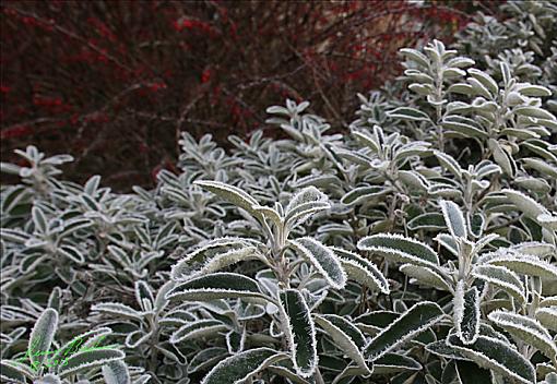 Frosty Seattle Morning-jdb_2989-copy.jpg