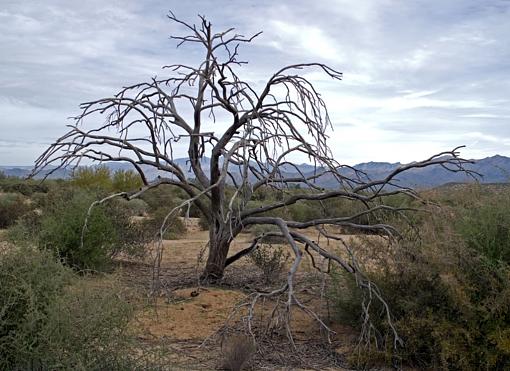 Welcome!!-desert-tree-2-c.jpg