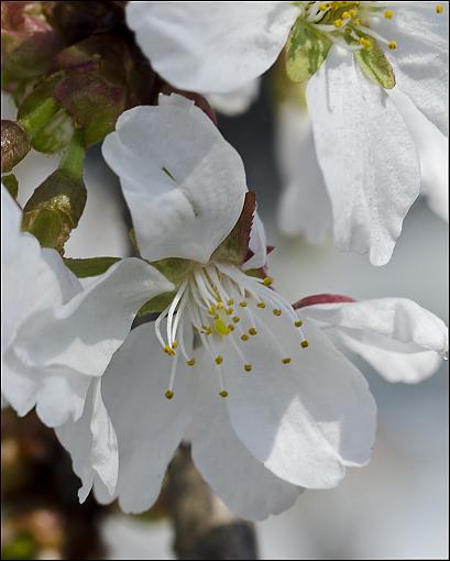 Spring Blossoms-dsc_2769-2-10.jpg