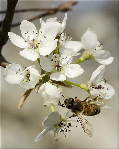 Spring Blossoms-dsc_2857-2-10.jpg