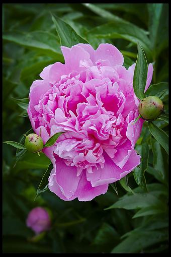 Yard Blooms-dsc_3875_0511-2e-10.jpg