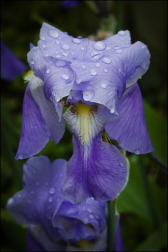 Yard Blooms-dsc_3887_0522-2eb-10.jpg