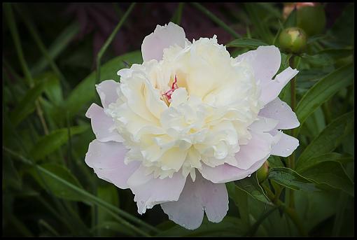 Yard Blooms-dsc_3901_0536-2e-10.jpg