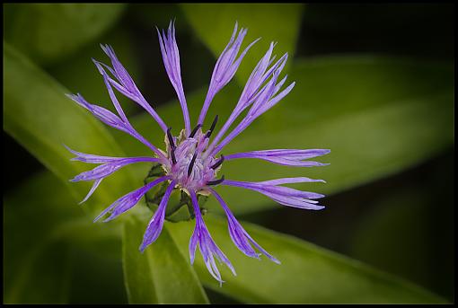 Yard Blooms-dsc_3915_0550-2e-10.jpg