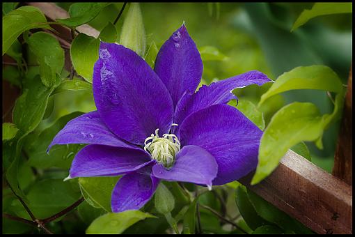 Yard Blooms-dsc_3927_0562-2e-10.jpg