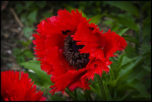 Yard Blooms-dsc_3946_0581-2e-10.jpg