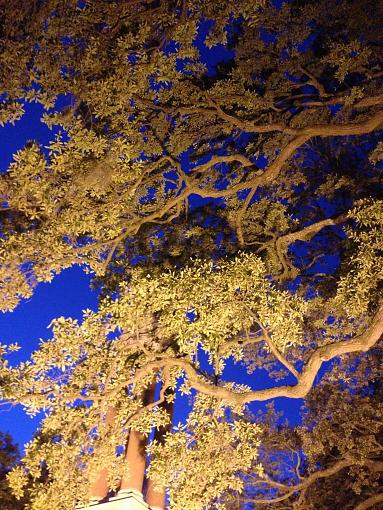 Savannah Oak at night-989087_10151689706971383_84511993_o.jpg