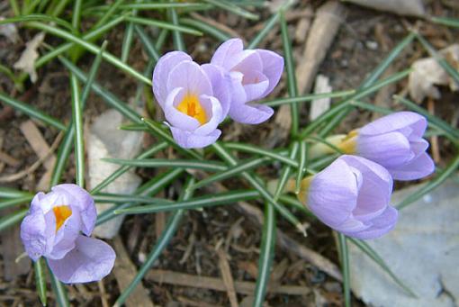 First for this year!-first-blooms.jpg