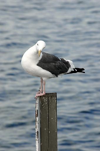 Here's a new game.-seagull.jpg