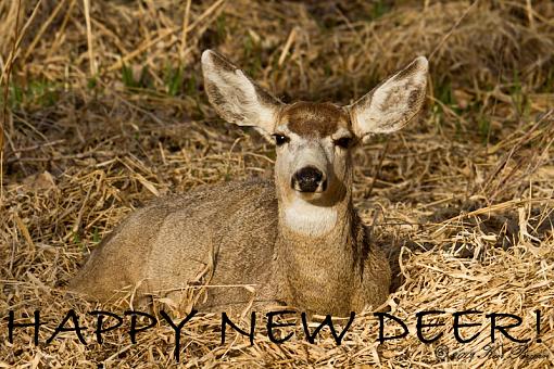 Happy New Year!-20120318-muledeer-barrlake-14531-edit.jpg