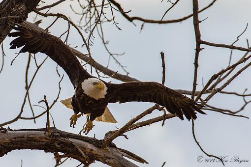 Still shooting? PR people...Sound off!-20140315-baldeagle-7098.jpg