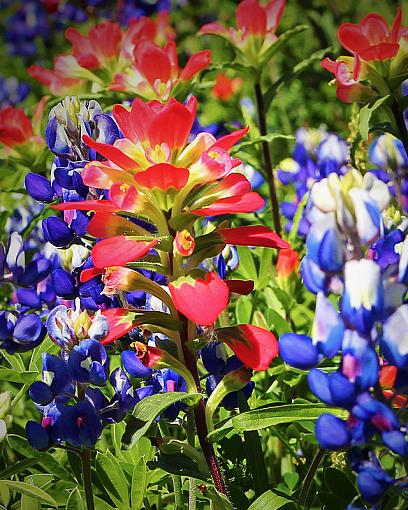 Indian Paintbrush-13727009794_5200f06818_c.jpg