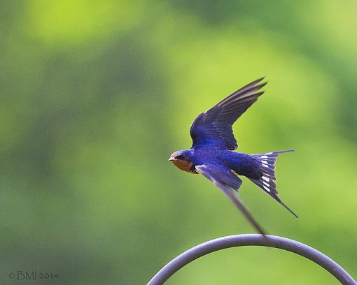 Barn swallow in flight-13806341815_e400aea273_c.jpg