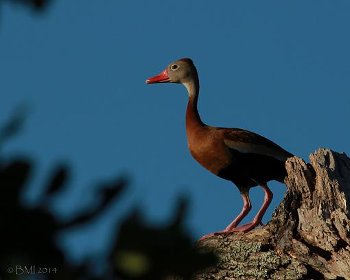 Black-bellied whistling duck-14097754054_47dc14a9a6_b.jpg