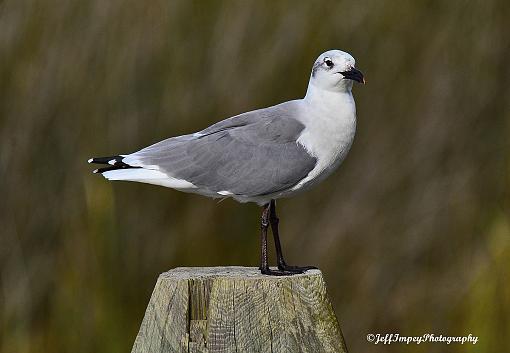 A couple of portrait from today-_dsc0375.jpg