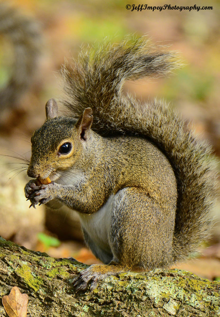 Name:  _DSC9036.jpg
Views: 260
Size:  275.7 KB