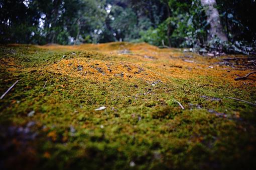 Voigtlander Nature Photos - Voigtlander 25mm f4 LTM on Sony A7-voigtlander-nature-photo-25mm-f4.jpg