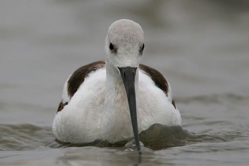 Gray Day-avocetfrontswimming.jpg