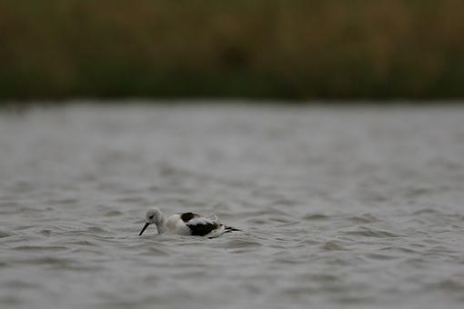 Gray Day-graywateravocet.jpg