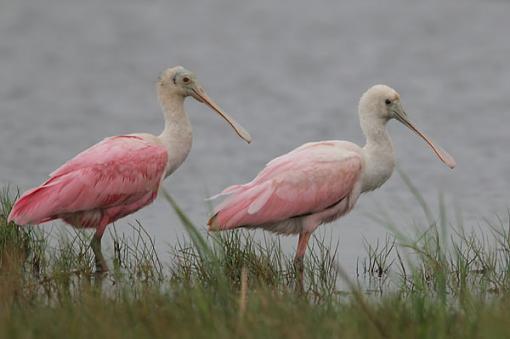 Gray Day-twospoonbills.jpg