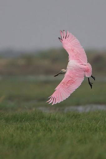 Gray Day-landingspoonbill.jpg