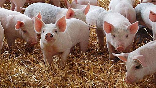 Know PRRS disease (PRRS), a disease of the reproductive and respiratory systems of pi-main-pigs-infected-post-weaning-particularly-susceptible-respiratory-diseases-c-no-credit.jpg