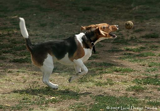 What do you guys think of this idea?-beagle.jpg