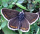 brownargus's Avatar