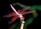 Pink Dragonfly's Avatar